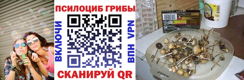 Купить  Анадырь  Псилоцибиновые грибы MAGIC MUSHROOMS 